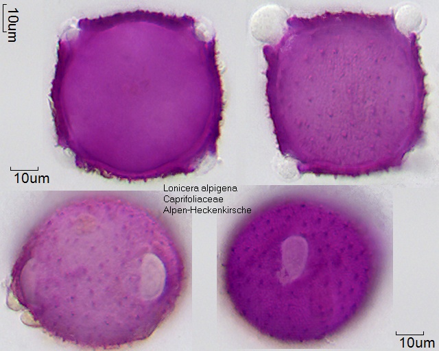 Pollen von Lonicera alpigena