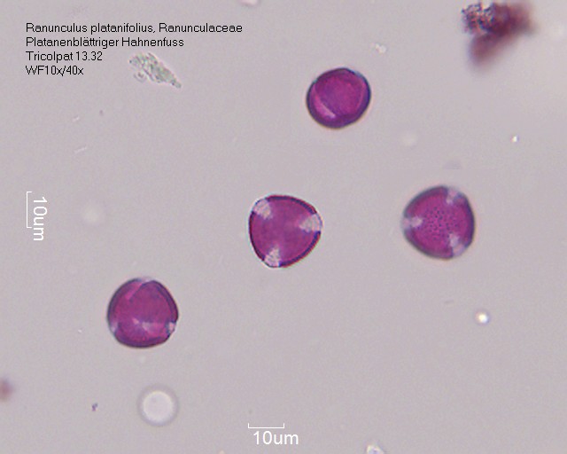 Pollen von Ranunculus platanifolius