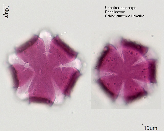 Pollen von Uncarina leptocarpa