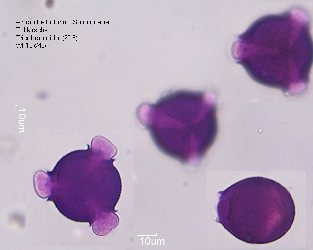 Pollen von Atropa belladonna