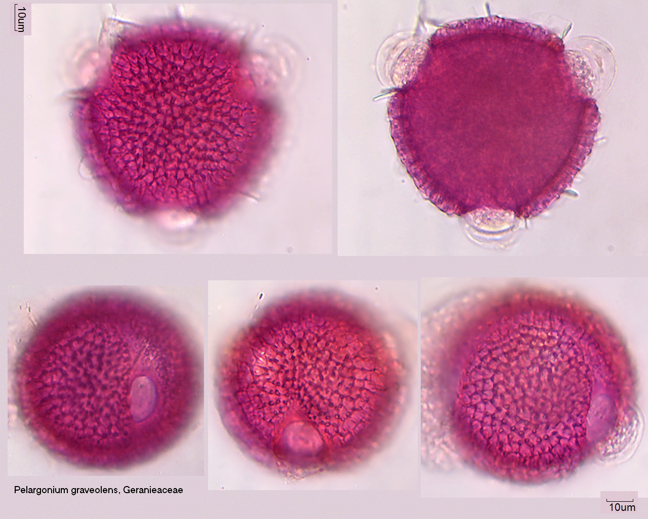 Pollen von Pelargonium graveolens