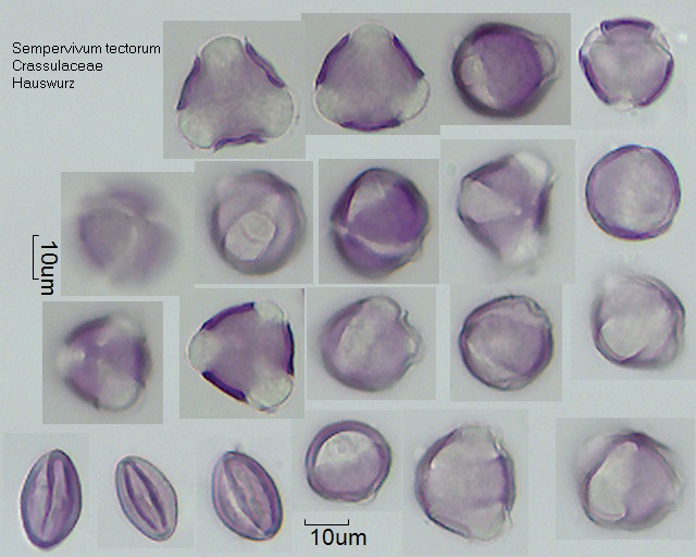 Pollen von Sempervivum tectorum.jpg