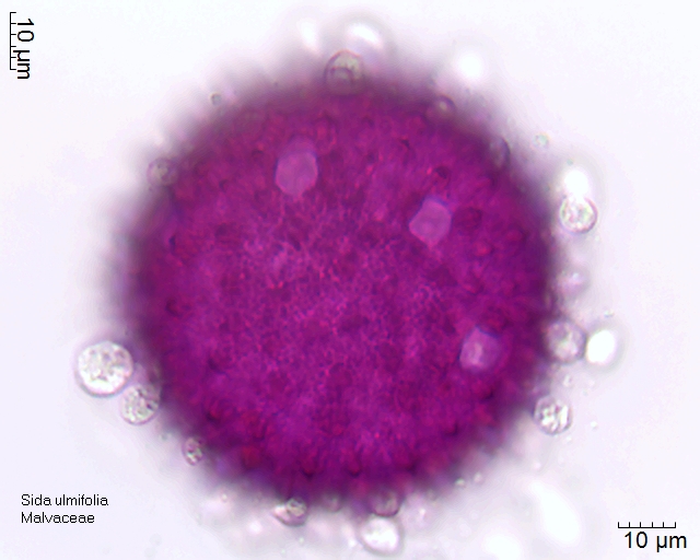 Pollen von Sida ulmifolia