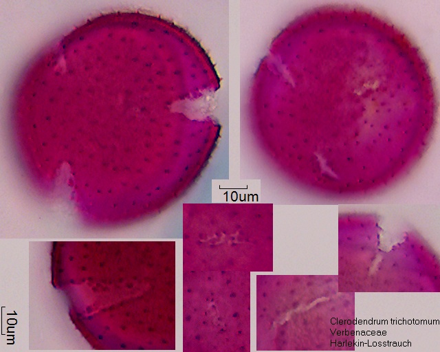 Clerodendrum trichomotum (1).5-045