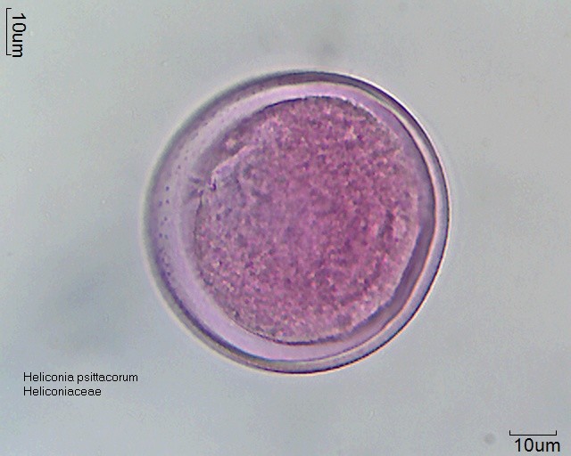 Datei:Heliconia psittacorum (1).jpg