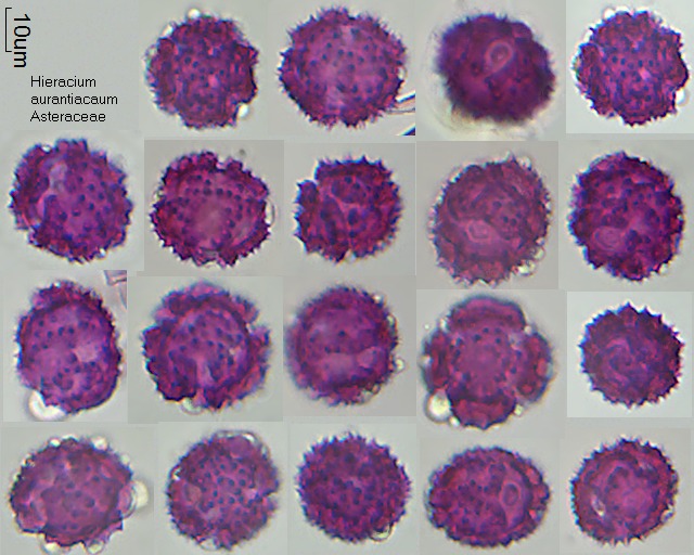 Pollen von Hieracium aurantiacum, 3-006