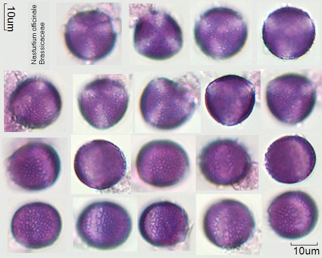 Pollen von Nasturtium officinale, 23-090