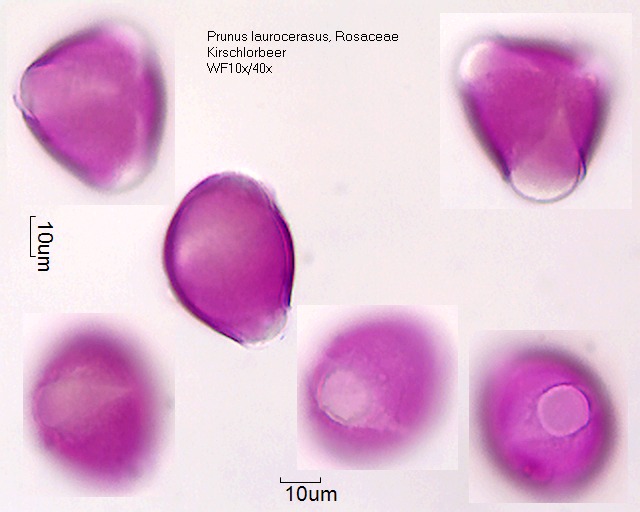 Pollen von Prunus laurocerasus