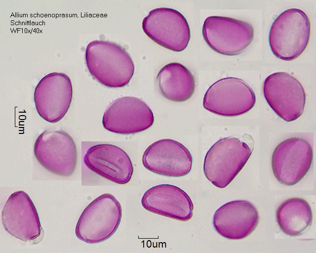 Pollen von Allium schoenoprasum