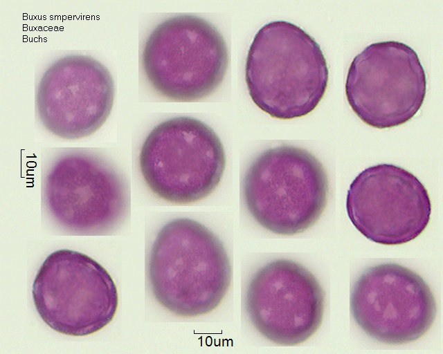 Pollen von Buxus sempervirens, 1-015