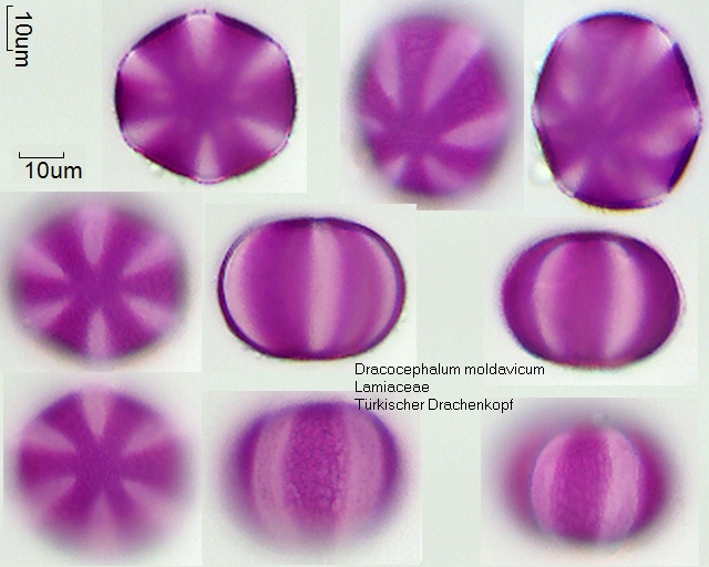 Pollen von Dracocephalum moldavicum