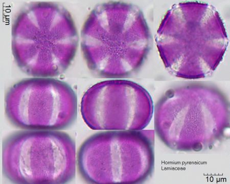 Pollen von Hormium pyrenaicum