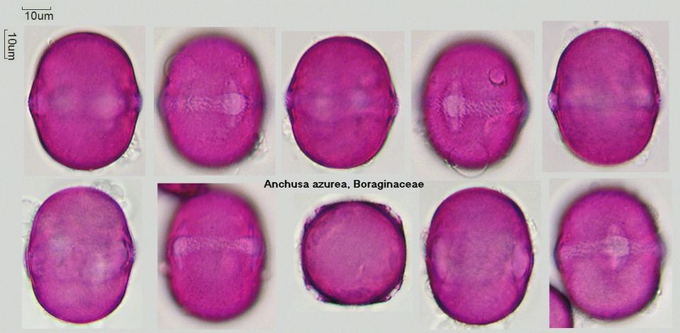 Pollen von Anchusa azurea