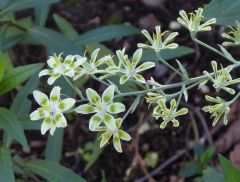 VZigadenus elegans.JPG