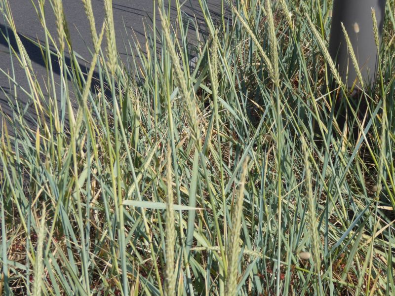 Datei:VAmmophilia arenaria.JPG