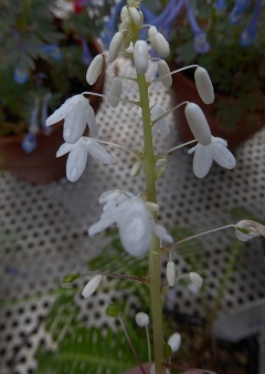 VPteridophyllum racemosum.JPG
