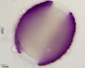 Iris unguicularis (5).jpg