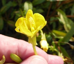VOenothera parviflora.JPG