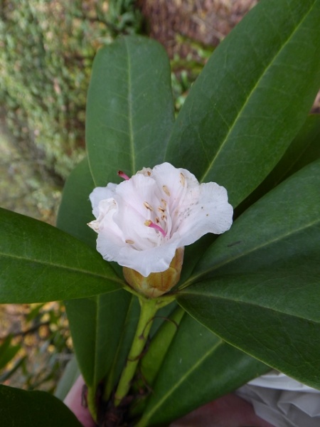 Datei:VRhododendron caucasicum.JPG