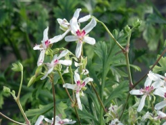 VPelargonium crithmifolium.JPG