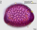 Hymenocallis rotata (3).jpg