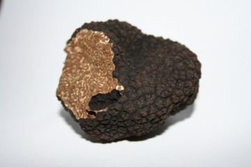 Tuber aestivum \u2013 Pollen-Wiki