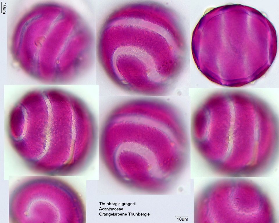 Pollen von Thunbergia gregorii
