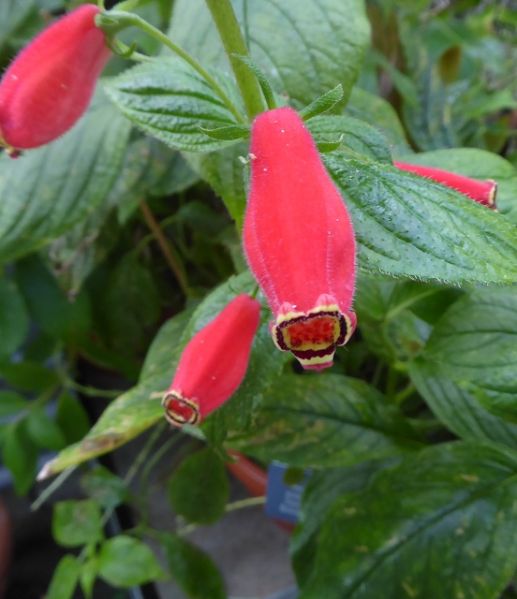 Datei:VSeemannia purpurascens.JPG