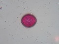 Viburnum lantana (4).jpg