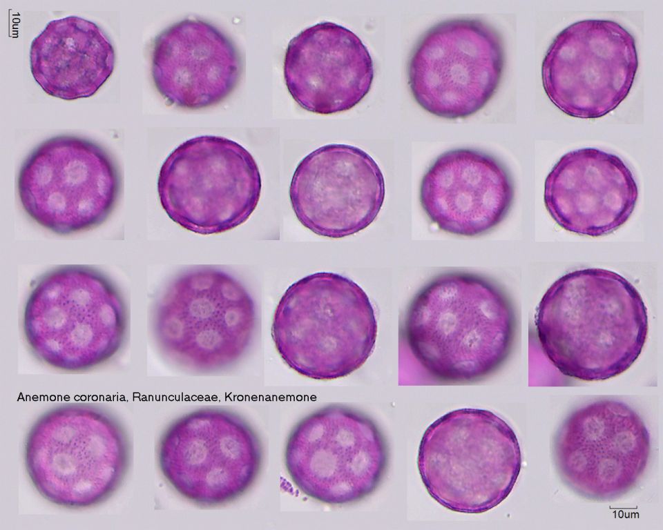 Pollen von Anemone coronaria