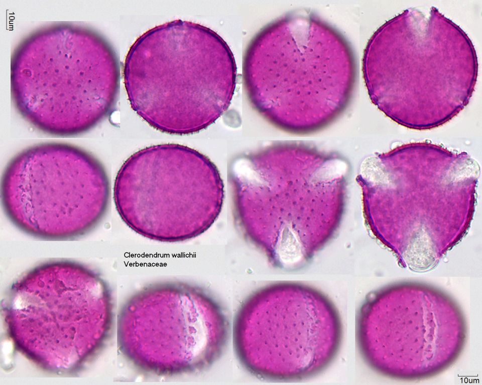 Pollen von Clerodendrum wallichii