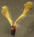 Anacamptis laxiflora Pollinarium.JPG
