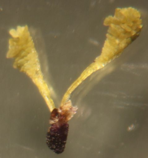 Pollinarium von Erycina pusilla, etwa 5 mm lang