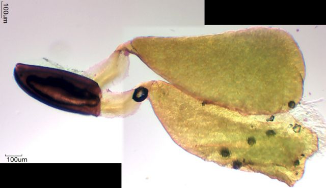 Pollinarium von Asclepia syriaca