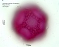 Opuntia humifusa (2).jpg