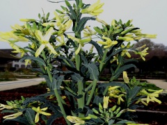 VBrassica oleracea var. palmifolia.JPG