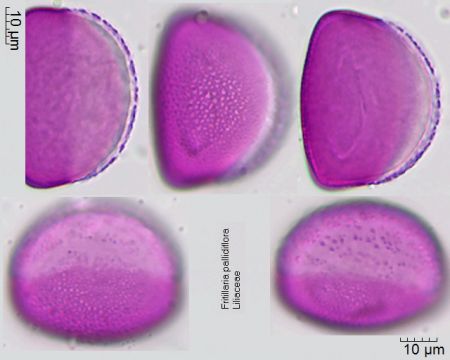 Pollen von Fritillaria pallidiflora