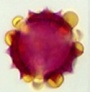Pollenkitt.jpg