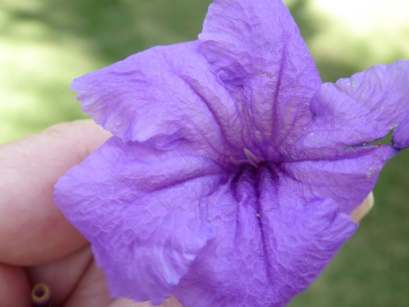 Datei:VRuellia tuberosa.JPG