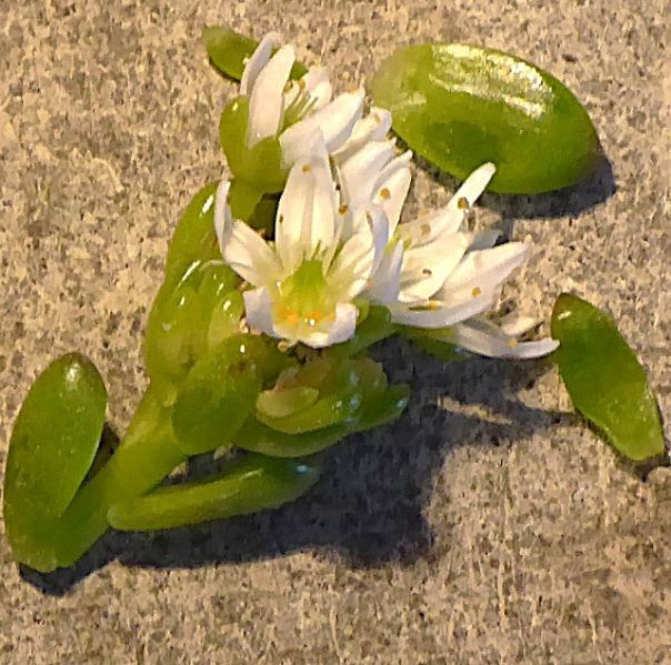 Datei:VSedum lucidum.JPG