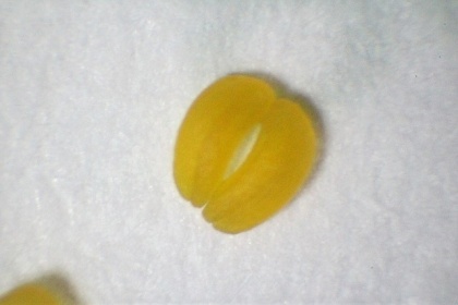 Pollinarium von Dendrobium chrysotoxum, Länge etwa 1.5mm
