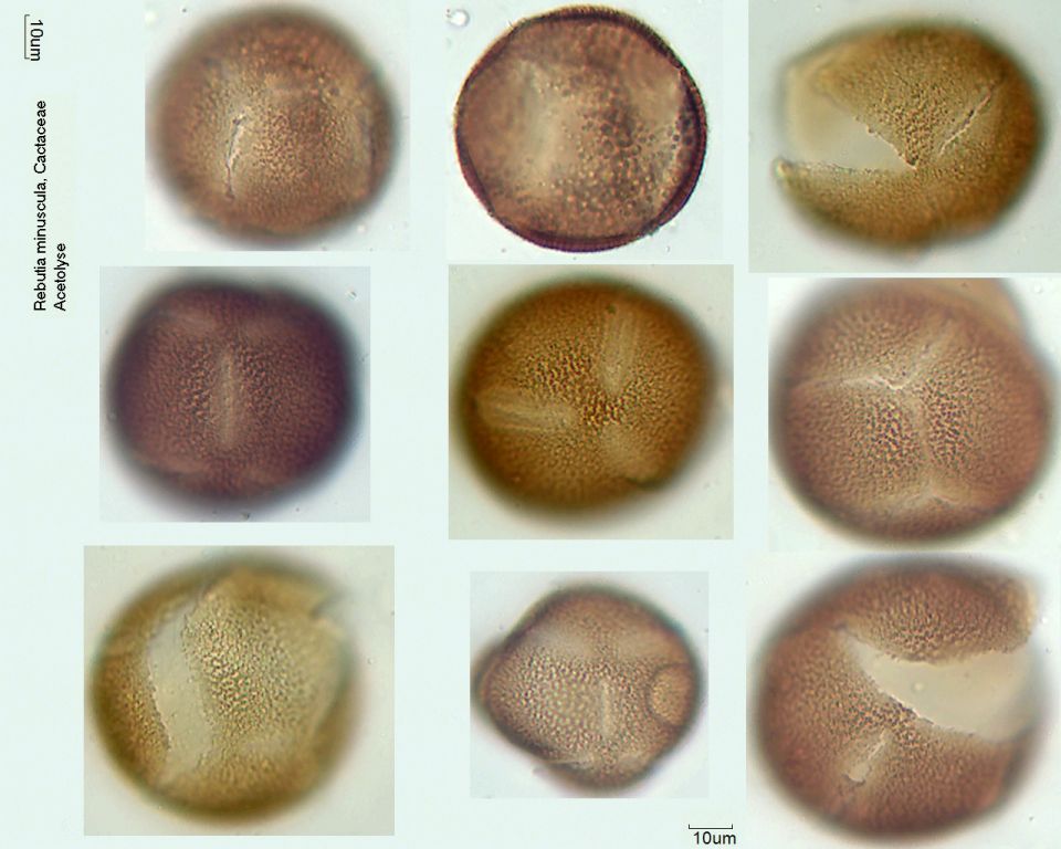 Acetolysierter Pollen von Rebutia minuscula