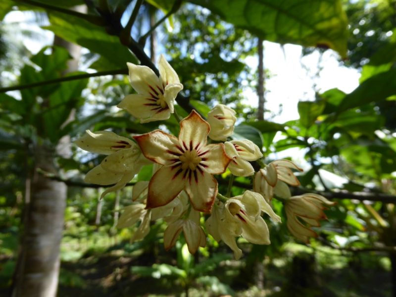 Datei:VCola acuminata.JPG
