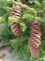 Picea species