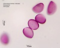 Chionodoxa luciliae (4).jpg
