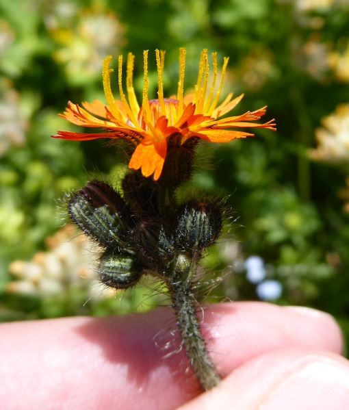 Datei:VHieracium aurantiaca (1).JPG