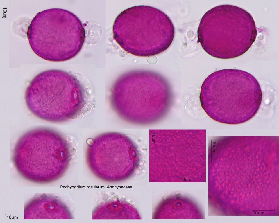 Pollen von Pachypodium rosulatum