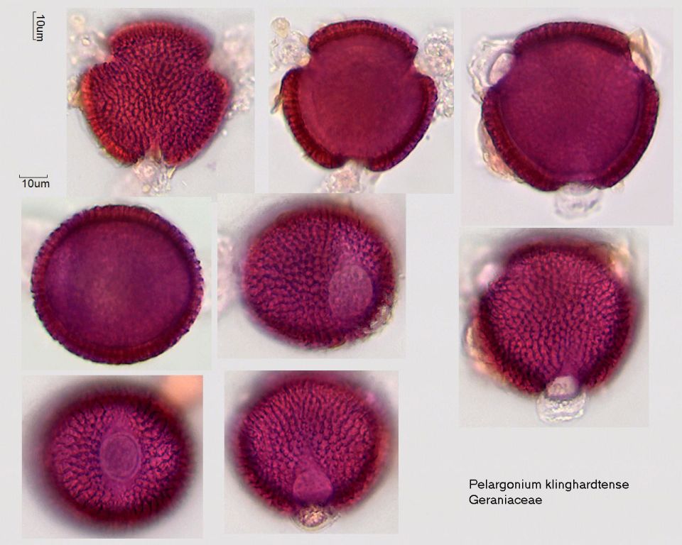 Pollen von Pelargonium klinghardtense