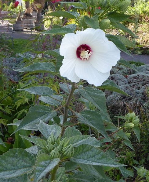 Datei:VHibiscus lasiocarpos.JPG