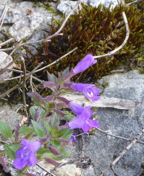Datei:VAcinos alpinus.JPG